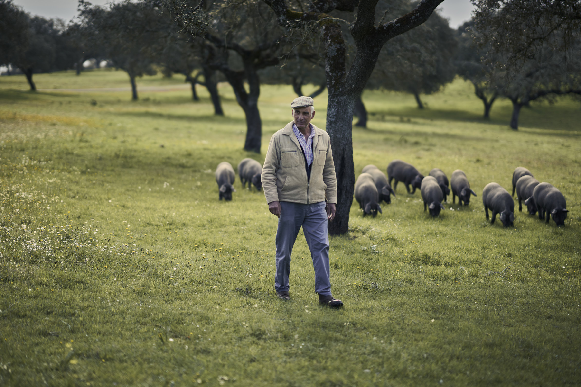 La montanera 2025/2026 crece un 3% y rompe la tendencia de ajuste de las tres últimas campañas