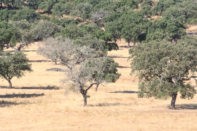 ASICI y CICYTEX firman un convenio para impulsar la investigación y la protección de la dehesa